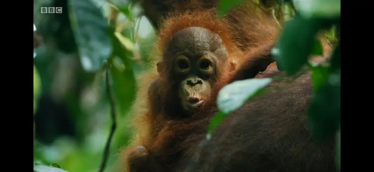 Central Bornean orangutan (Pongo pygmaeus wurmbii) as shown in Seven Worlds, One Planet - Asia